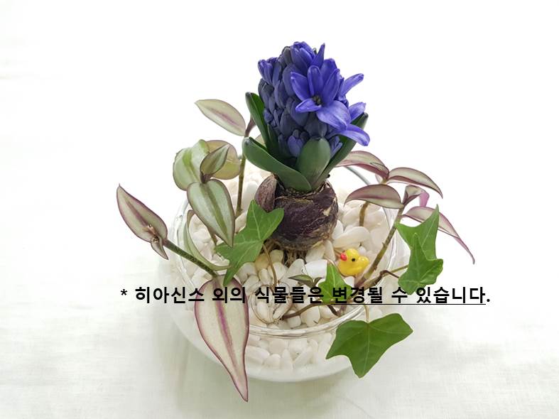 <월드컵공원> 힐링원예교실 3월 -향기로 맞이하는 봄 '히아신스 수경화분' 