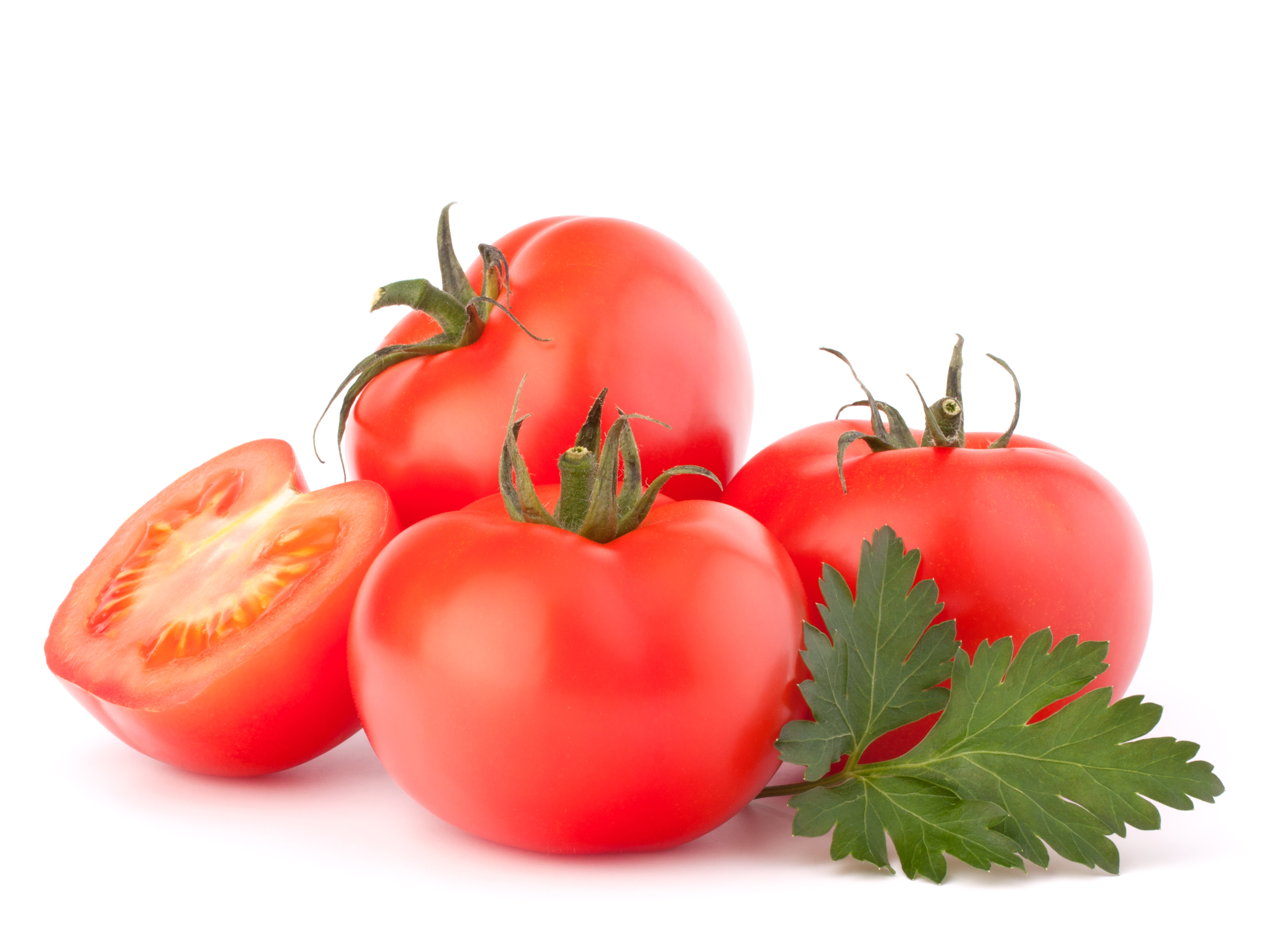 [서울식물원] 퐁당퐁당 토마토 '나는 토마토 집사' (토) [어린이정원학교/가족/7월]