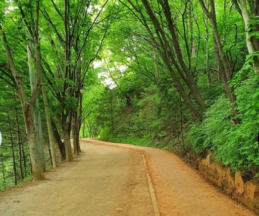 [산림치유] 서대문구 안산, 황톳길 걷고 치유숲 산책<월요일>