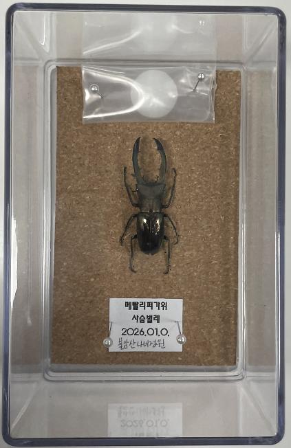 124(화,목,토) 1~2월 불암산나비정원 겨울방학 곤충아카데미 -사슴벌레 표본교실- 사진