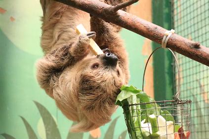 124서울동물원 '겨울을 녹이는 남미관 이야기' 사진