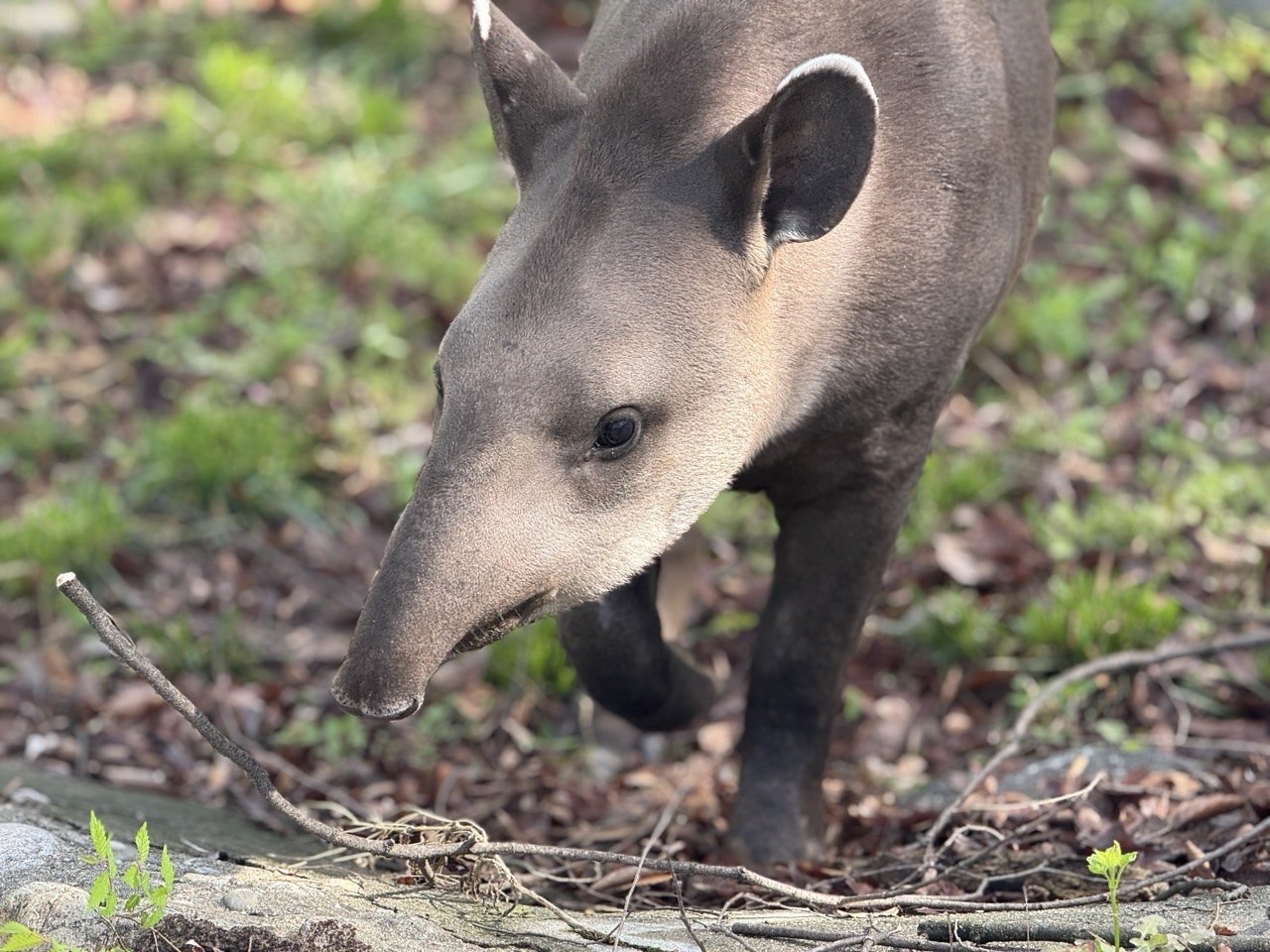 서울동물원 '겨울을 녹이는 남미관 이야기'