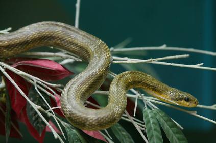 124서울동물원 '겨울 속 따뜻한 동양관 이야기' 사진