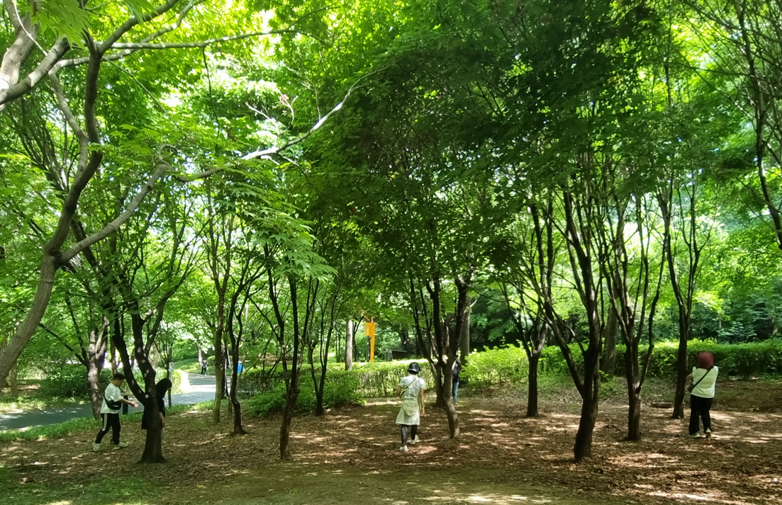 [강동구/숲해설] 일자산 숲속 보물 찾기