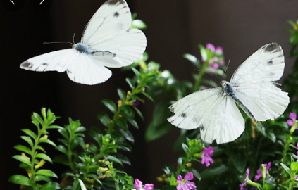 124[성북구](주말) 2026년 5월 개운산 숲길여행 사진