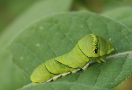 [성북구](주말) 2026년 5월 북한산 숲길여행