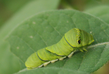 124[성북구](주말) 2026년 5월 북한산 숲길여행 사진