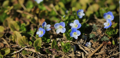 124[성북구](주말) 2026년 5월 오동공원 숲길여행 사진