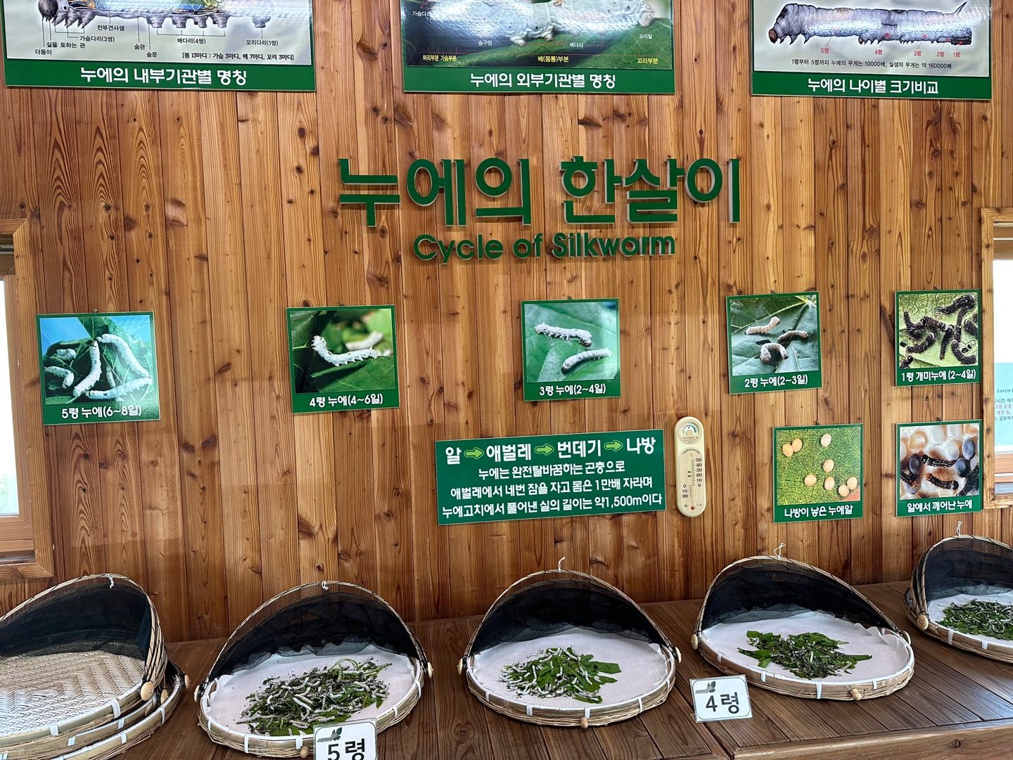 [월드컵공원] 누에 생태 체험(5월)