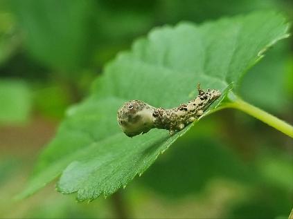 124(매헌시민의숲)(가정의달 특집)아낌없이 주는 누에/토,오전 사진
