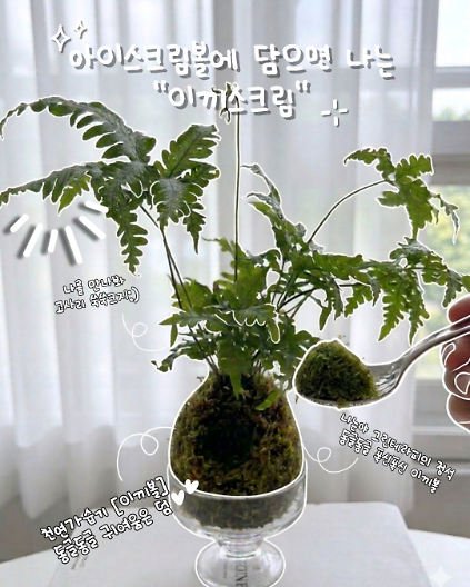 124문화실험공간 호수 [월간 호수랩 6월] <동글동글 천연가습기 이끼볼> 사진