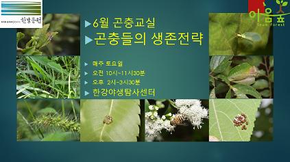 124(한강야생탐사센터/특화)(토) 6월의 곤충교실 사진