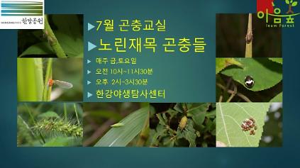 124(한강야생탐사센터/특화)(금,토) 7월의 곤충교실 사진
