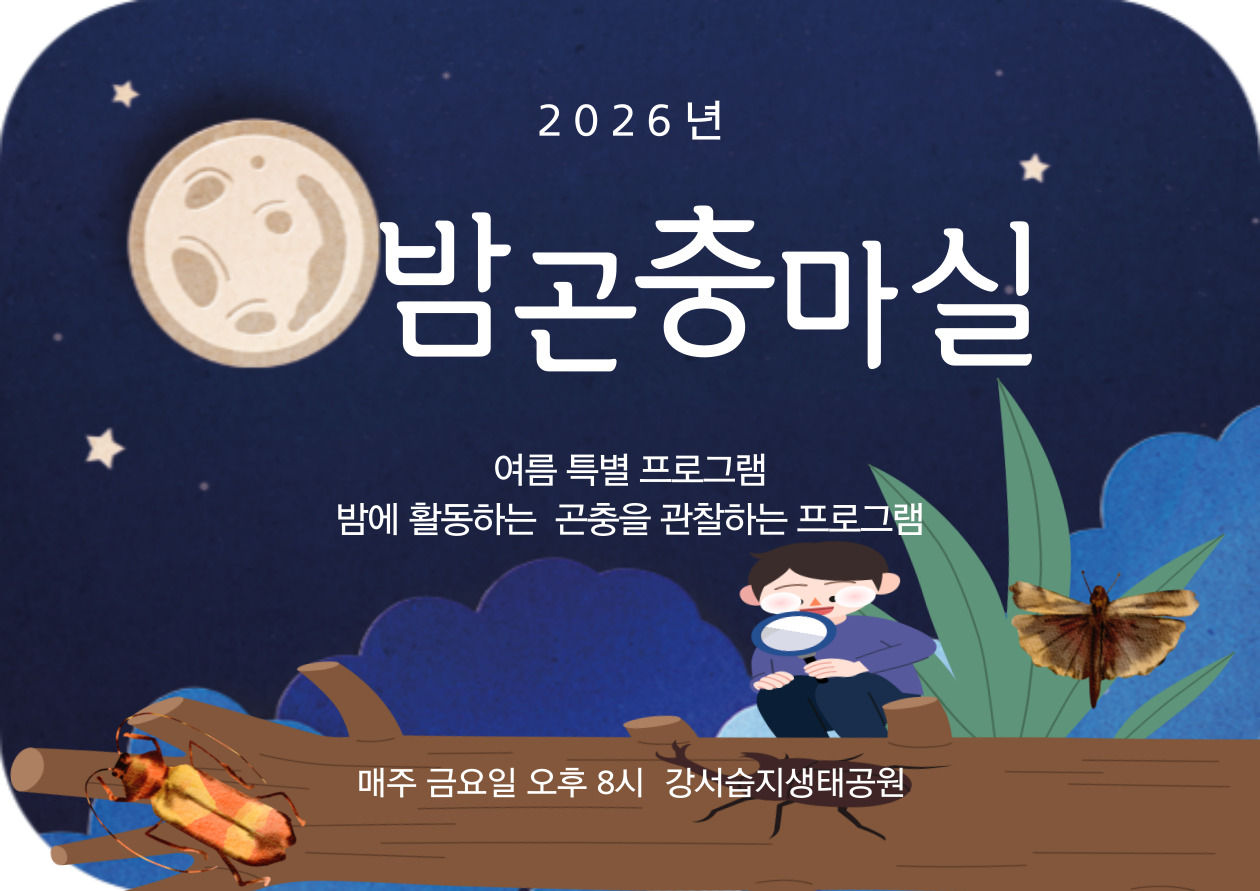 [강서습지] 밤 마실 곤충