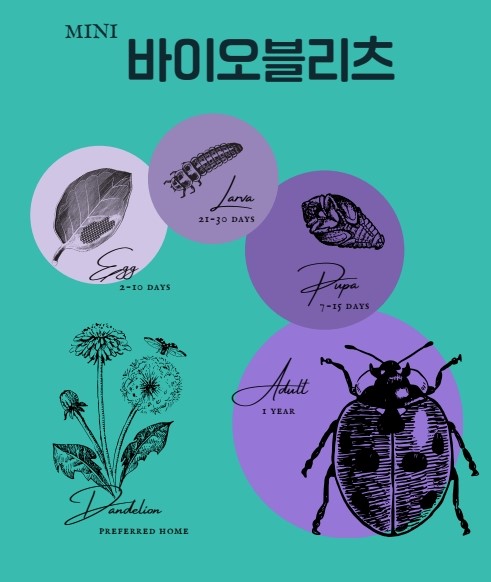 (수) 8월 불암산나비정원 여름방학 곤충아카데미 <미니바이오블리츠>