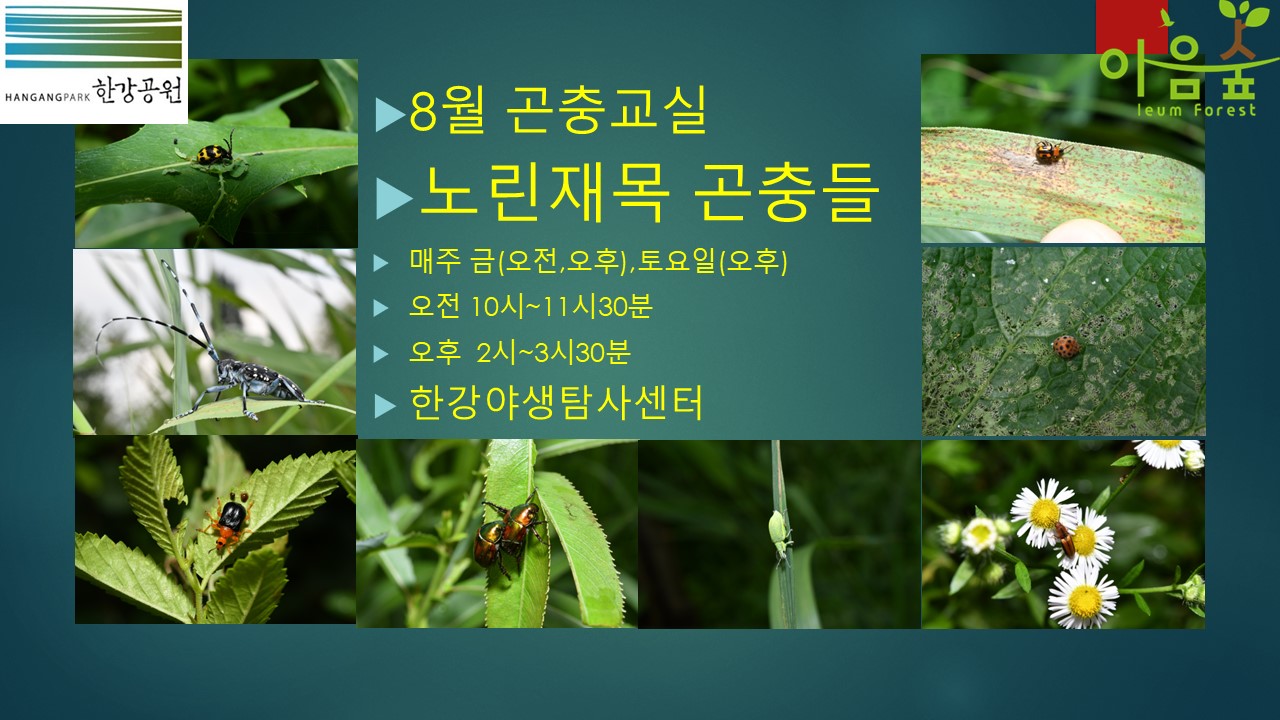 (한강야생탐사센터/특화)(금,토) 8월의 곤충교실