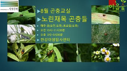 124(한강야생탐사센터/특화)(금,토) 8월의 곤충교실 사진