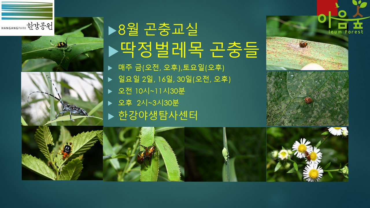 (한강야생탐사센터/특화)(금,토) 8월의 곤충교실