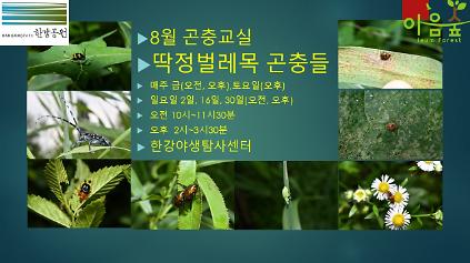(한강야생탐사센터/특화)(금,토) 8월의 곤충교실 사진
