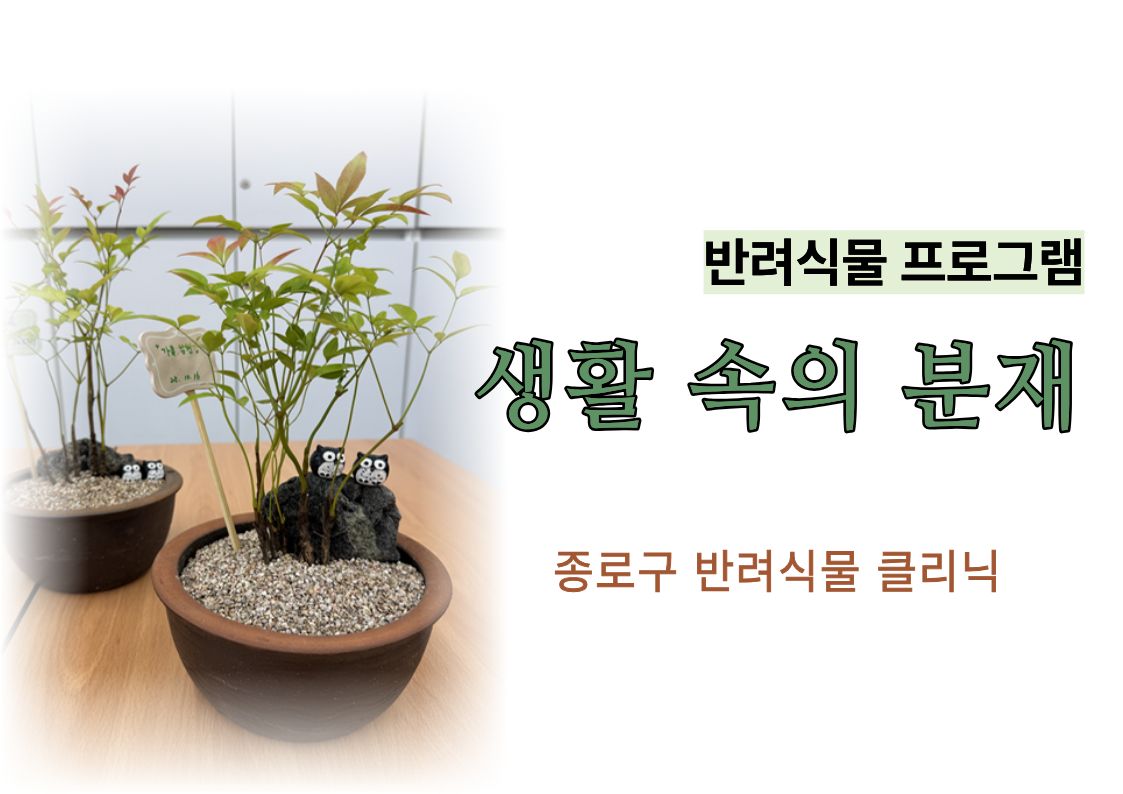 종로구 생활 속의 분재