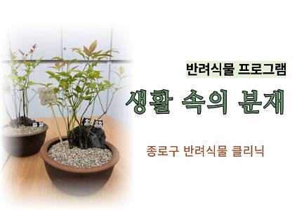 종로구 생활 속의 분재 사진