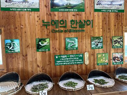 [월드컵공원] 누에 생태 체험(9월) 사진