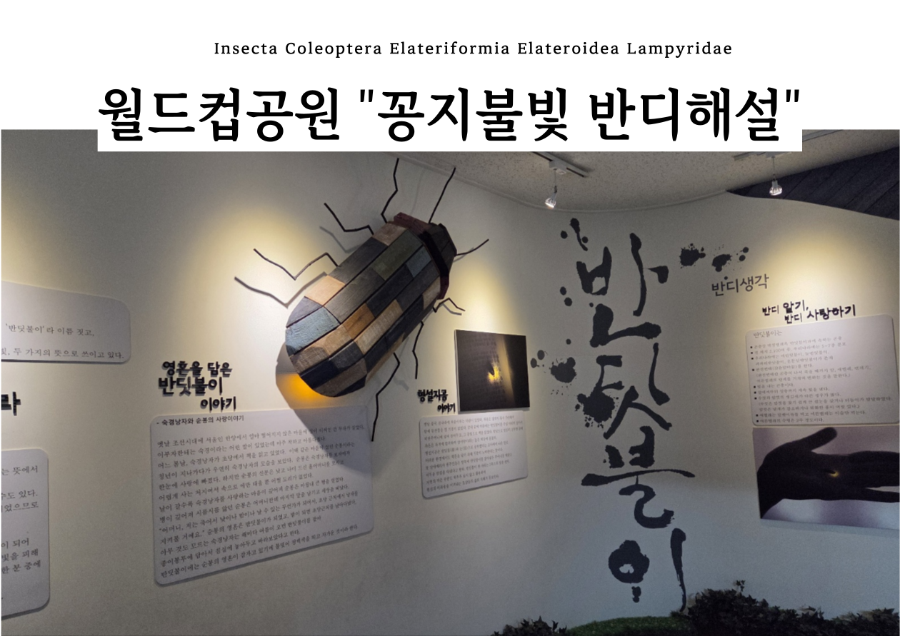 [월드컵공원] 꽁지 불빛 반딧불이 해설(9월)
