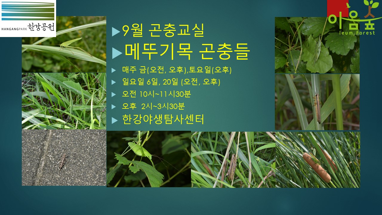 (한강야생탐사센터/특화)(금,토,일) 9월의 곤충교실