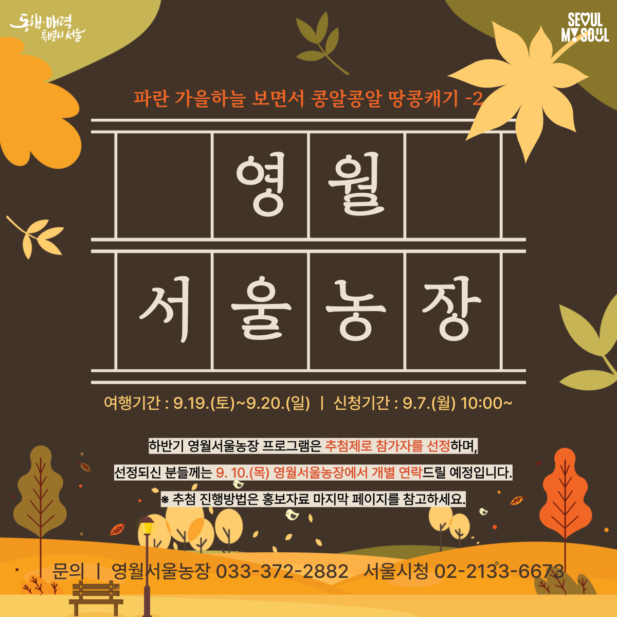 [영월서울농장] 파란 가을하늘 보면서 콩알콩알 땅콩캐기-2 (260919)