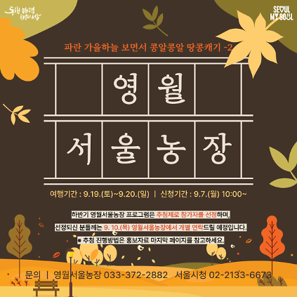 [영월서울농장] 파란 가을하늘 보면서 콩알콩알 땅콩캐기-2 (260919) 사진