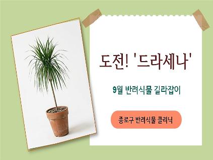 종로구 9월 반려식물 길라잡이 사진