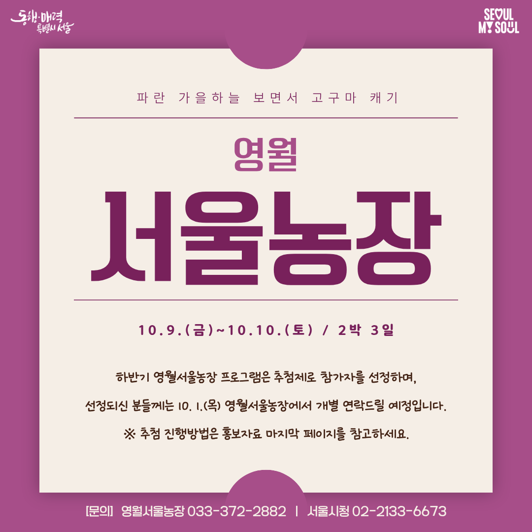[영월서울농장] 파란 가을하늘 보면서 고구마 캐기 (261009)