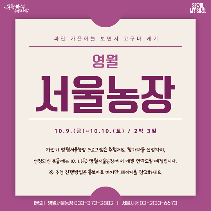 [영월서울농장] 파란 가을하늘 보면서 고구마 캐기 (261009) 사진