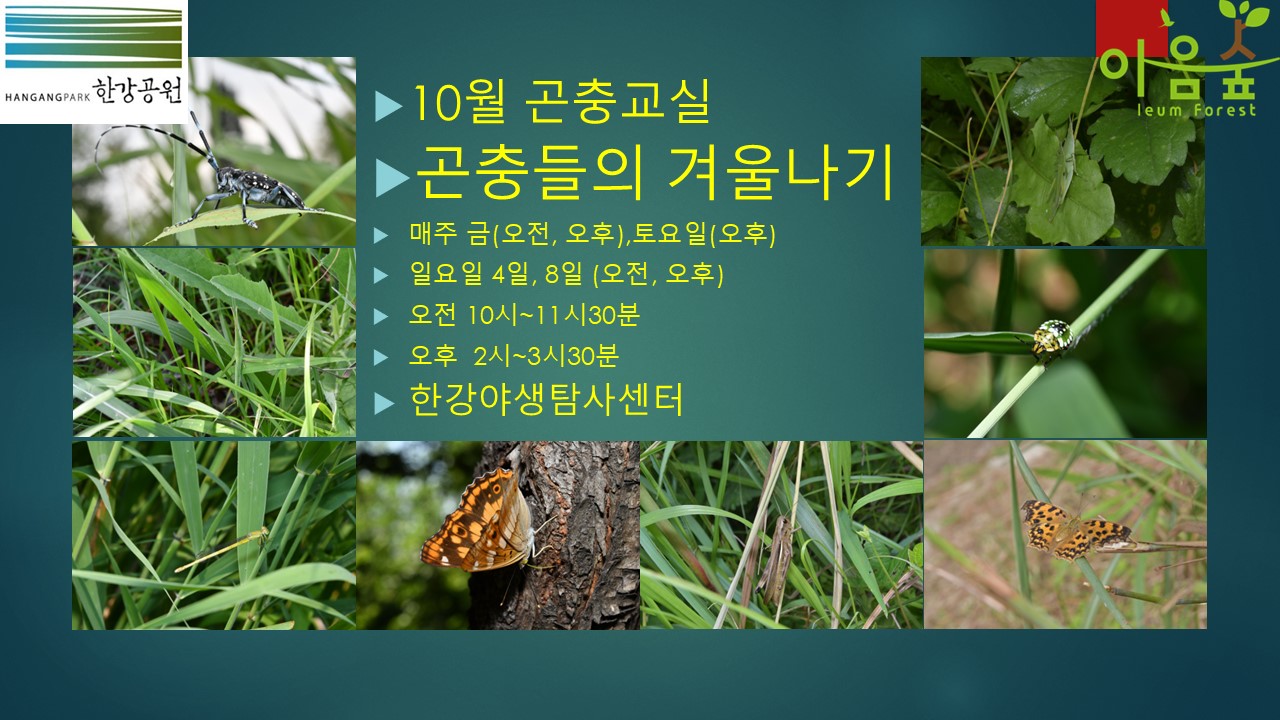 (한강야생탐사센터/특화)(금,토,일) 10월의 곤충교실