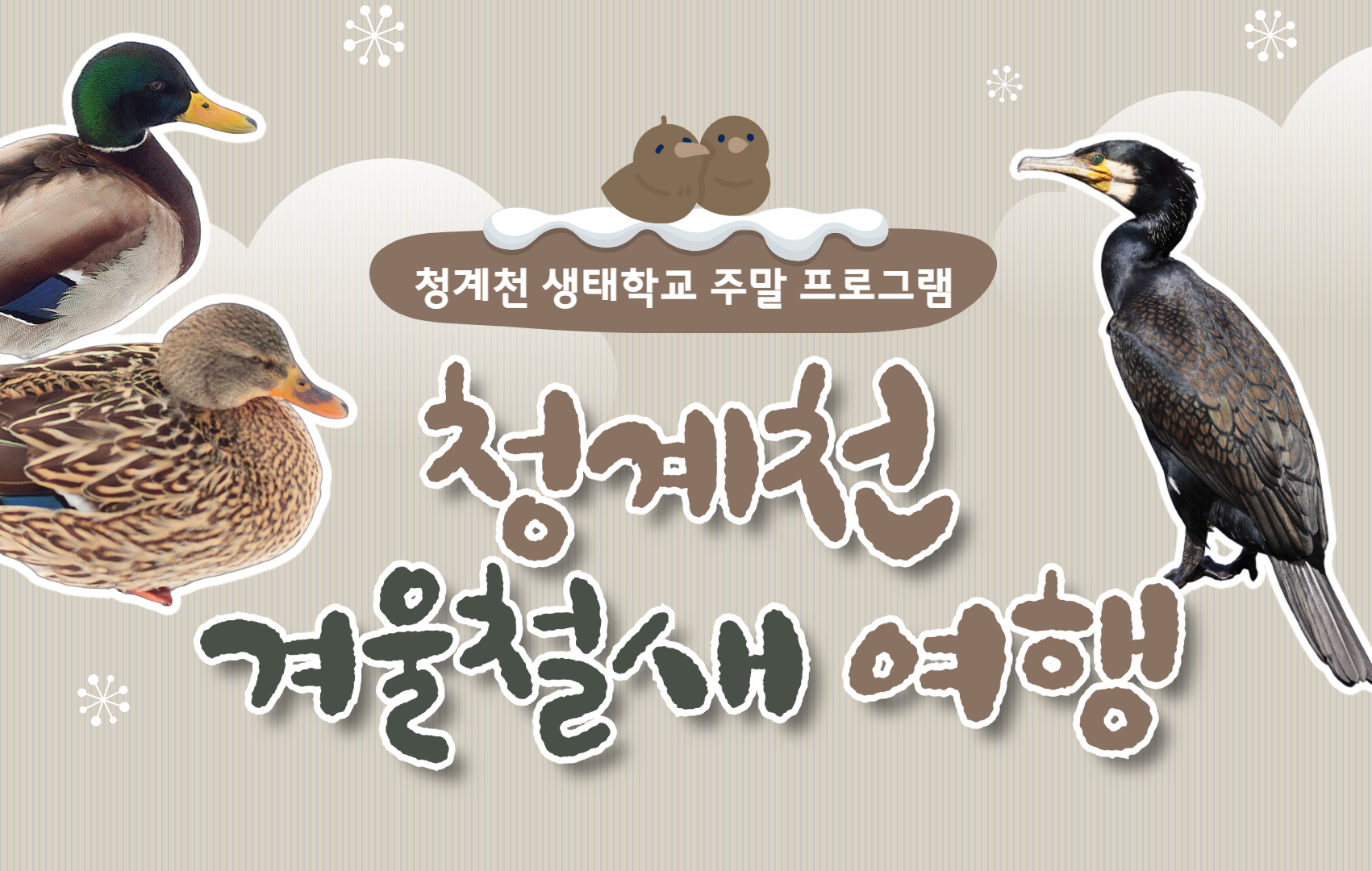 (토)[청계천 생태학교]청계천 겨울철새 여행