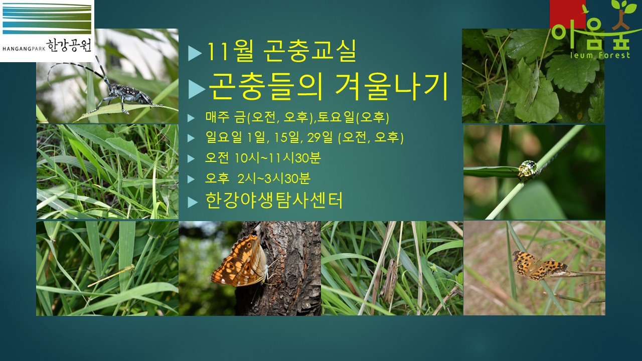 (한강야생탐사센터/특화)(금,토,일) 11월의 곤충교실