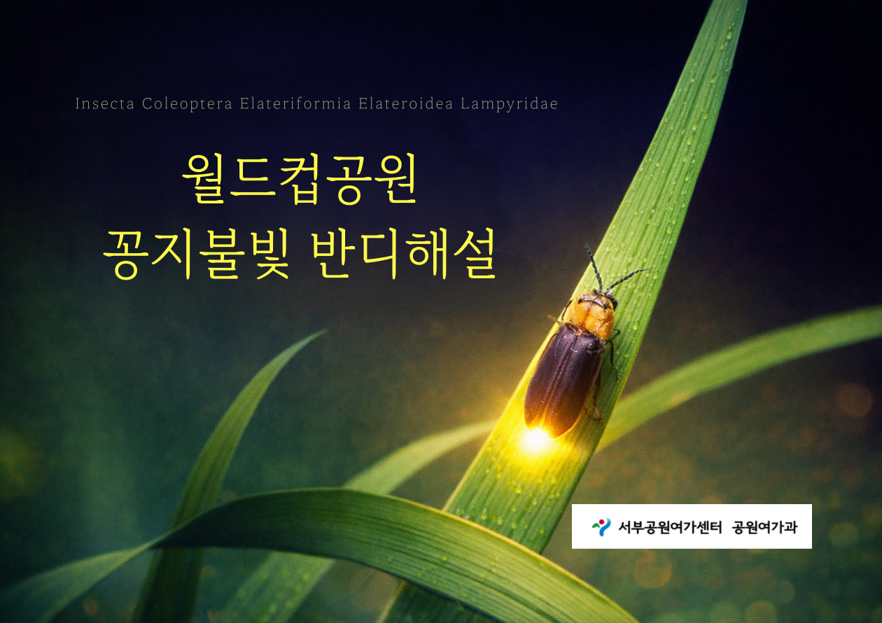 [월드컵공원] 꽁지 불빛 반딧불이 해설(5월)