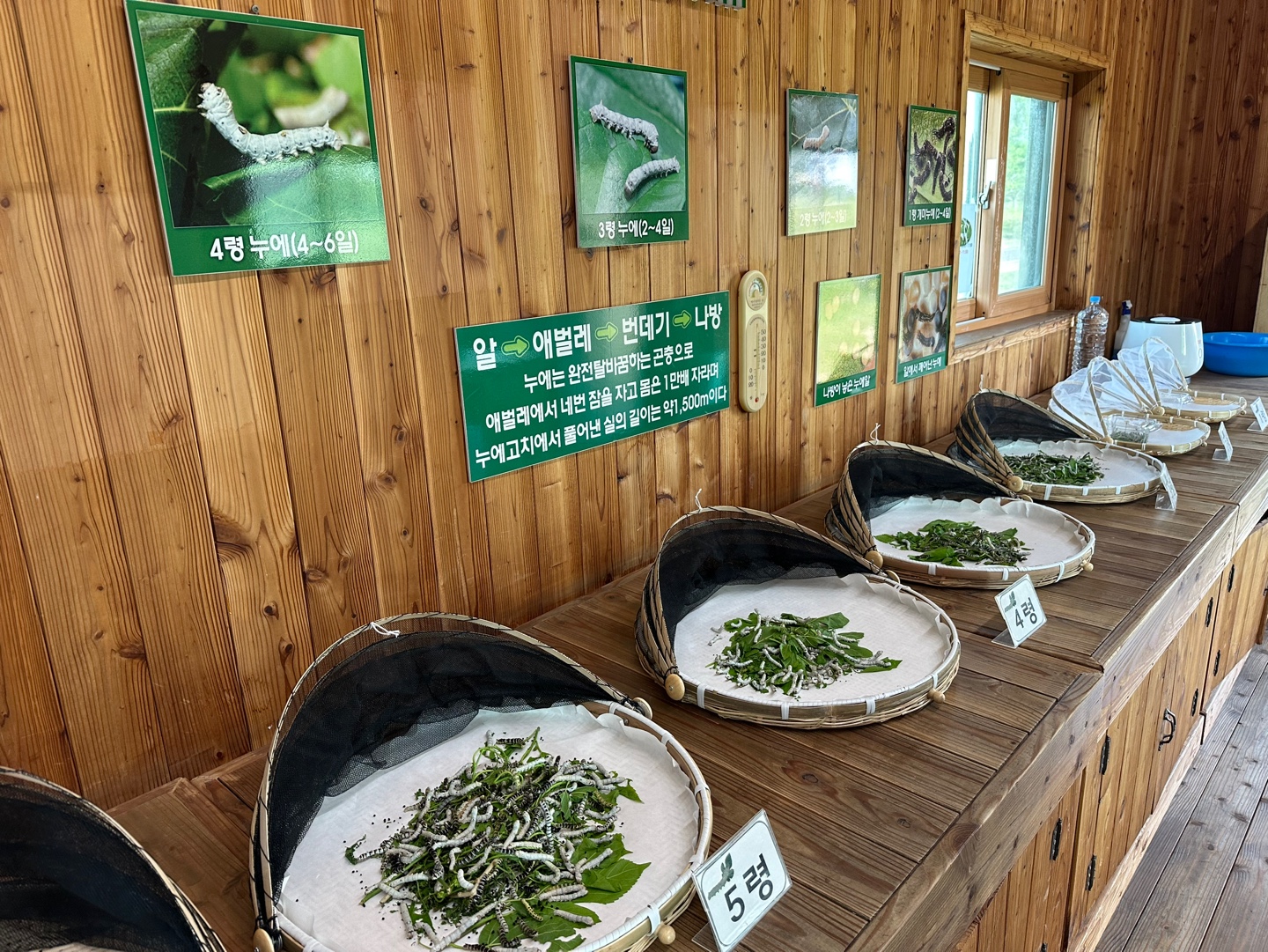 [월드컵공원] 누에 생태 체험(5월)