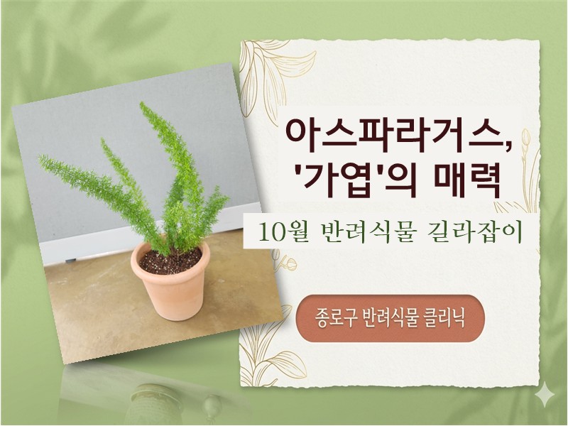 아스파라거스, '가엽'의 매력
